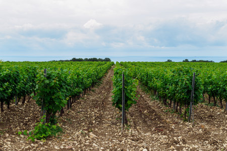 Beautiful view of the vineyards and the seaの写真素材
