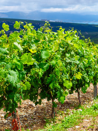 unripe grapes on vines in the vineyard in summerの写真素材
