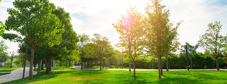 in the city park in summer on a sunny day - panoramaの写真素材