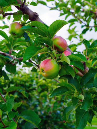 apples on the branches of a treeの写真素材