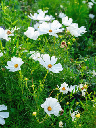 white flowers in a flower bedの写真素材
