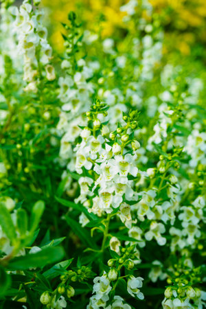 Blooming angelonia Serena White in a flower bed close-upの写真素材