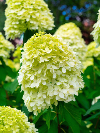 blooming green hydrangea on a bush in a city park close-upの写真素材