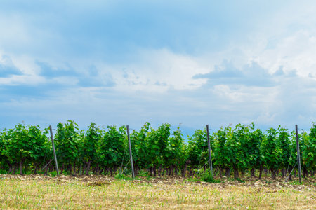 Vineyards in summer, copy spaceの写真素材