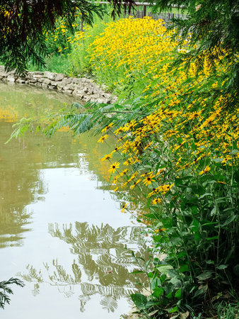Yellow flowers of Rudbeckia Goldsturm by the pondの写真素材
