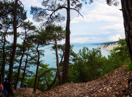 Sea view from the cliff and pine forestの写真素材