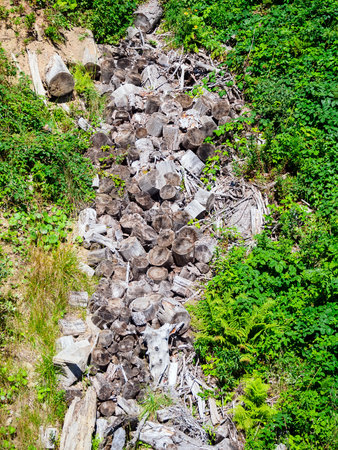 old felled logs in the forest, top viewの写真素材
