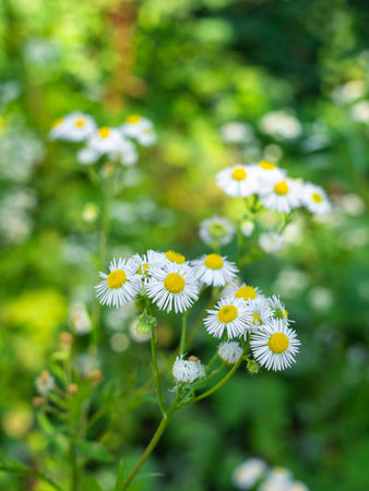 Erigeron annuus (Phalacroloma annuum) in the forest in summer on a sunny dayの写真素材