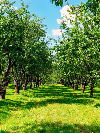 Apple orchards in summer on a sunny dayの写真素材