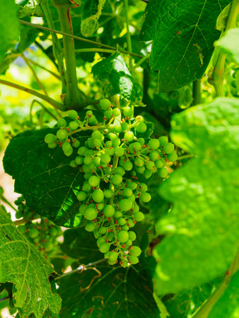 a handful of unripe grapes on a vine close-upの写真素材