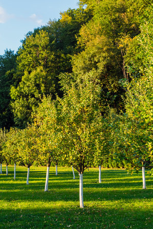 apple trees in the garden at sunsetの写真素材