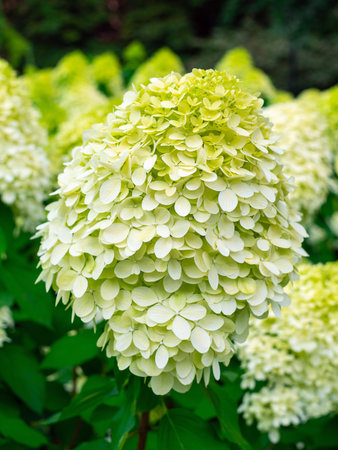 blooming green hydrangea on a bush close-upの写真素材
