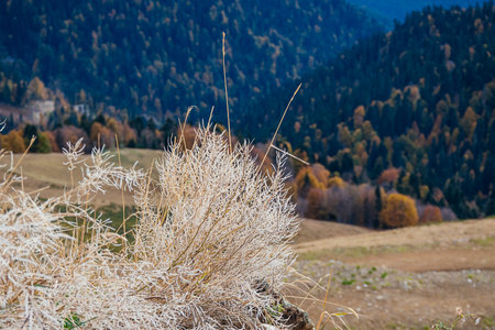 dry grass high in the mountains in autumn close-upの写真素材