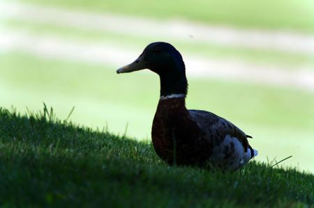 Mallard Duck in Shade Spotの写真素材