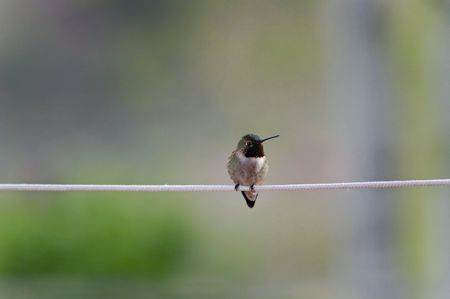 Hummingbird on Clotheslineの写真素材