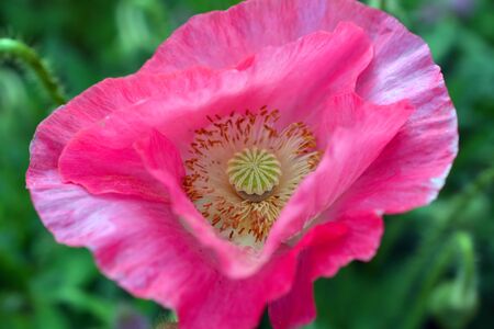 Bright Pink Poppyの写真素材