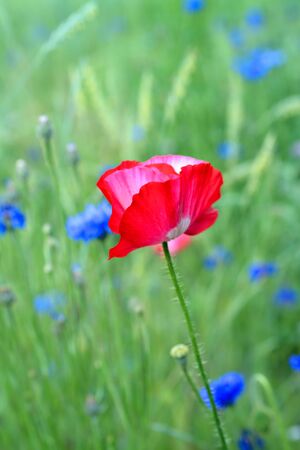 Red Poppy Plant in Wildflower Fieldの写真素材