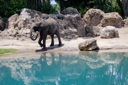 Majestic elephant at  Animal Kingdom