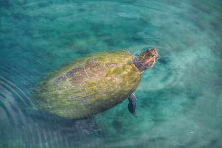 Turtle in graveyard pond with blue water and algae on his backの写真素材