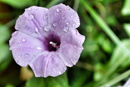 Pink flower in my back yard with rain drops on it