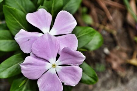 two purple flowersの写真素材