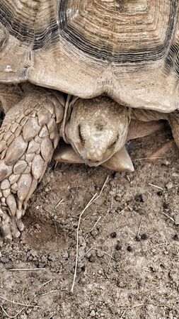 Big turtle we saw at the grapeland drivethru safari in texas