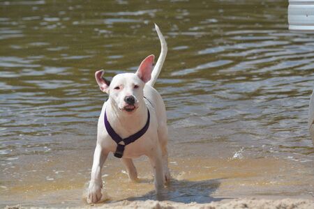 Our dog sweet pea shaking her head trying to get the river water offの写真素材
