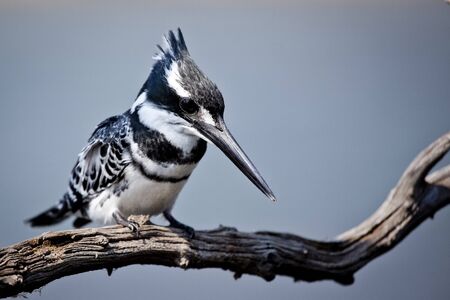 A Pied Kingfisher sitting on a branchの素材