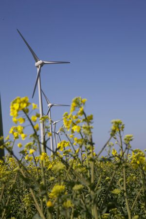 wind turbines and yellow rape field with a blue skyの写真素材