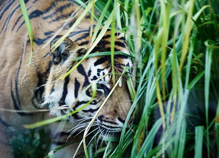 Tiger Stalking Prey through the grass