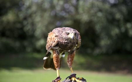 A Hunting Harris Hawk staring head on against a green blurred backgroundの写真素材