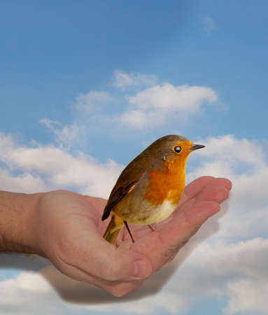 a hand holding a bird against a blue sky backgroundの写真素材
