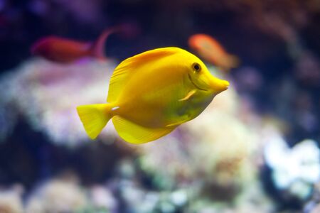 Yellow tang fish with coral reef in background
