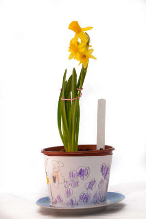 Yellow Daffodils in a childrens pot isolated on a white backgroundの写真素材