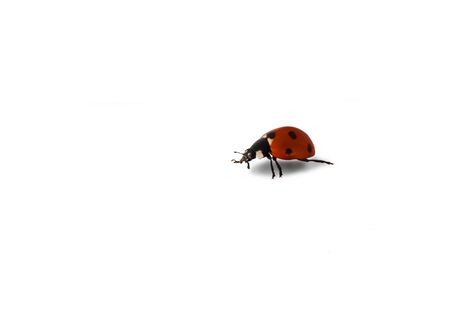Lady Bird on a white backgroundの写真素材