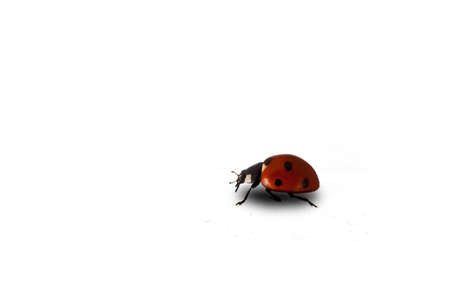 lady bird on a white background,の写真素材