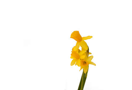 Daffodil with white background and plenty of copyspaceの写真素材