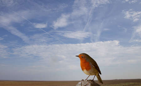 Robin Perching on a post with a blue sky background with cloudsの写真素材