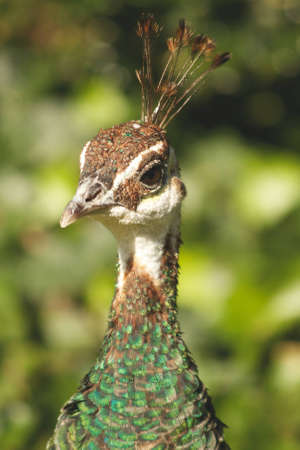 Head shot of a peacockの写真素材