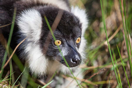 Black and white ruffed lemur in long grass