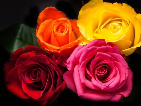 ixed roses with black backgroundの写真素材