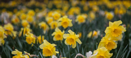 Daffodils growing together in fieldの写真素材