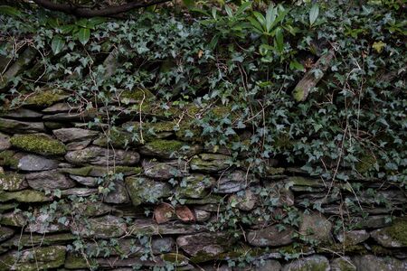An overgrown dry stone wallの写真素材
