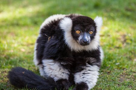 Black and white ruffed lemurの写真素材