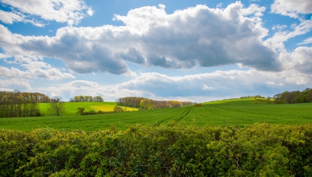 view of a hedge in the linconshire woldsの写真素材