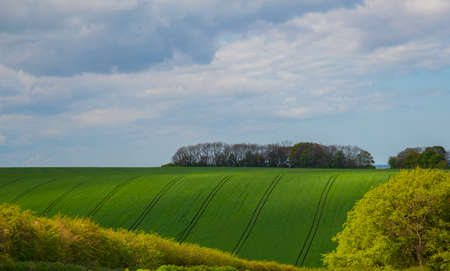 Green fields in linconshrie with crops growingの写真素材