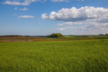 Green fields in linconshrie with crops growing and sky and treesの写真素材