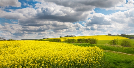 Lincolnshire wolds with oil showing seed rape