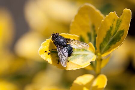 Blue bottle resting on leafの写真素材