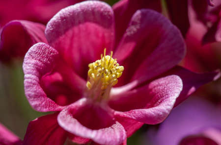Pink and yellow flowerの写真素材
